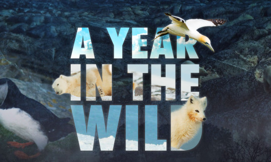 A YEAR IN THE WILD