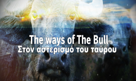 THE WAYS OF THE BULL