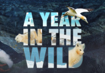 A YEAR IN THE WILD